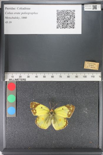 Media type: image;   Entomology 125283